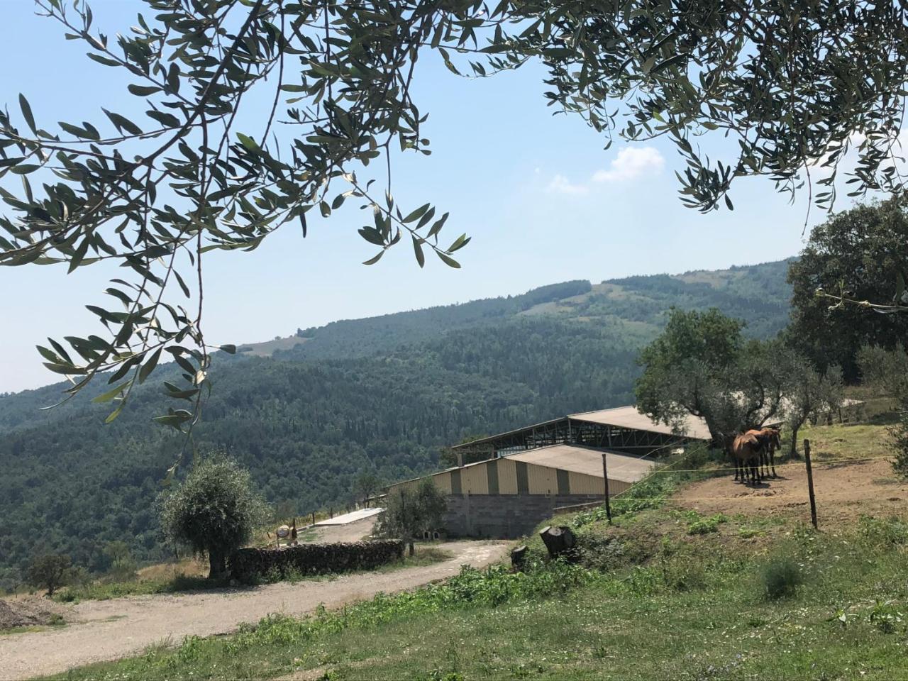 Az.Agr. Il Cavalleggero Campiglia dʼOrcia Eksteriør billede