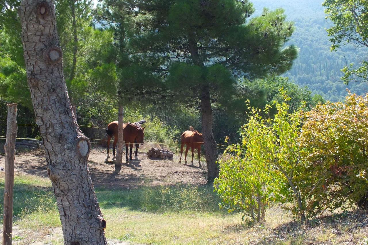 Az.Agr. Il Cavalleggero Campiglia dʼOrcia Eksteriør billede